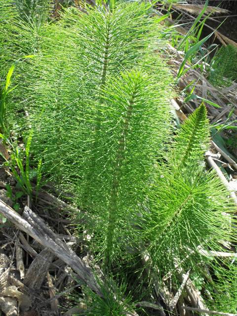 Equisetum telmateia / Equiseto maggiore